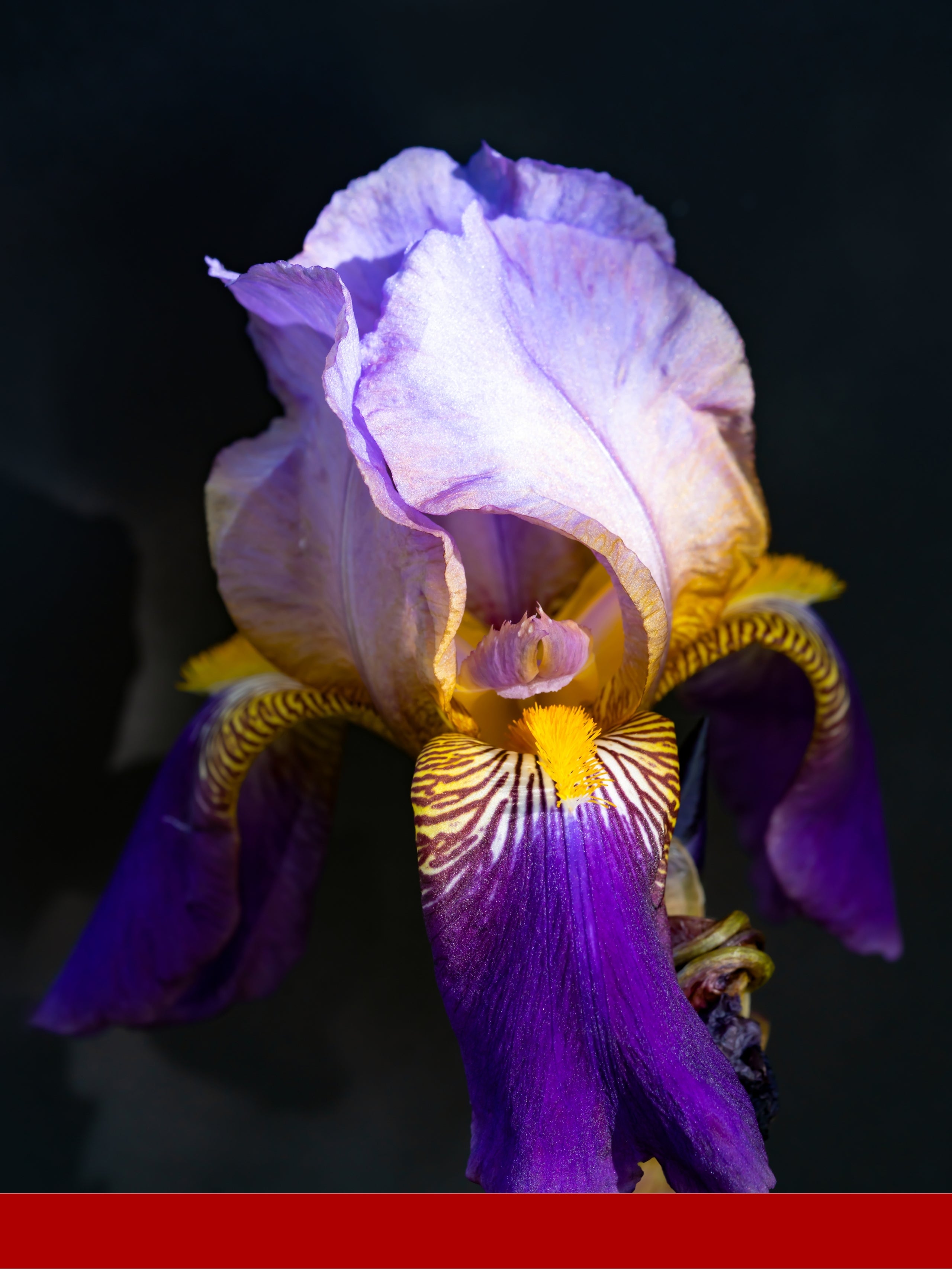 Iralia® (Firmenich)