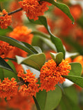Osmanthus Akoru
