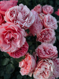 Şakayık Akoru (Peony Accord)