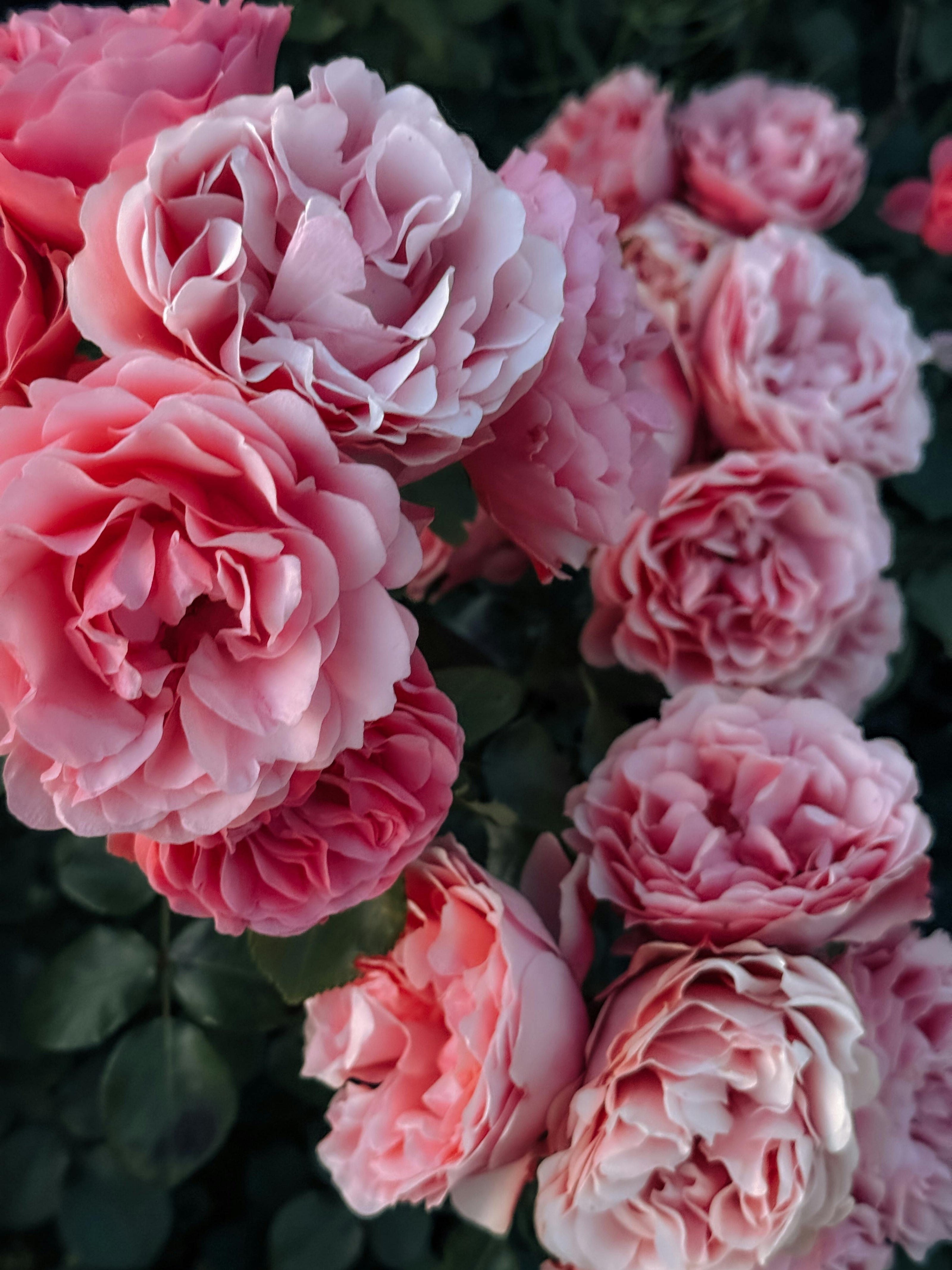 Şakayık Akoru (Peony Accord)