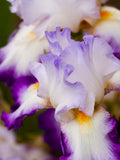 Methyl Ionone Gamma Coeur (IFF)