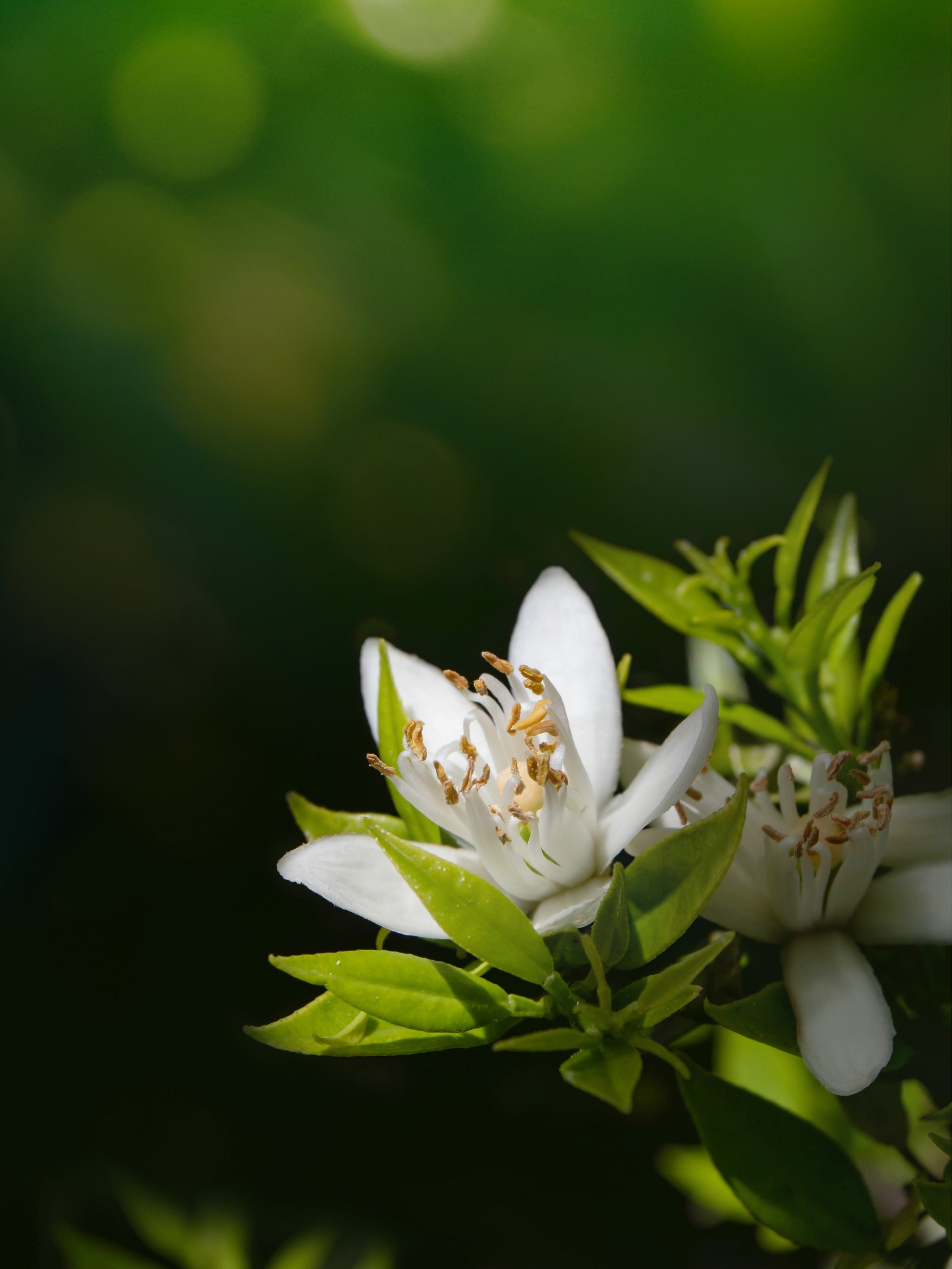 Neroli Akoru