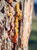 Çam Reçinesi Akoru (Pine Resinoid Accord)