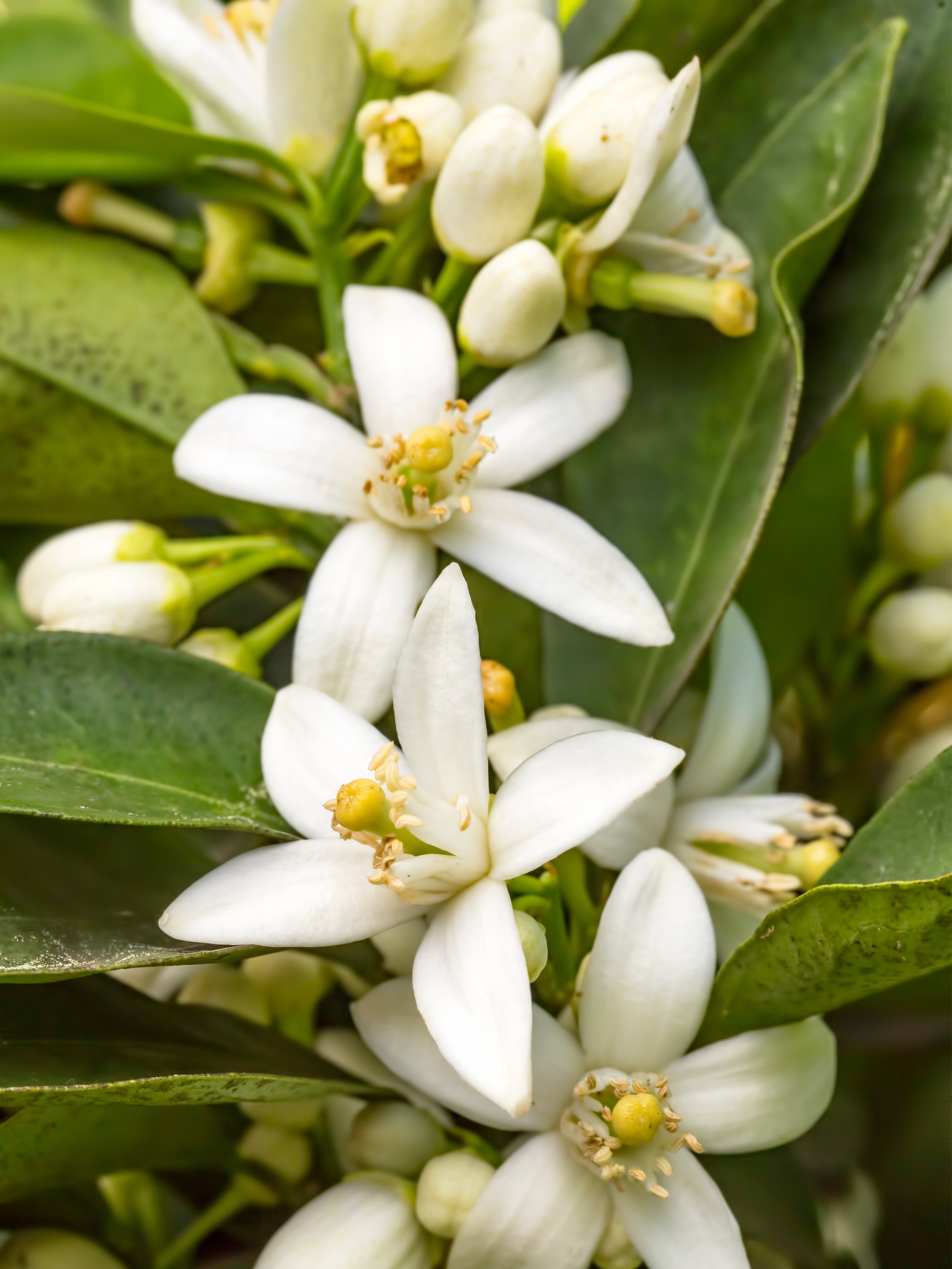 Portakal Çiçeği Akoru (Orange Blossom Accord)