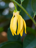 Ylang Ylang Akoru