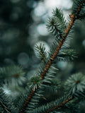 Fir Balsam Oliffac (IFF)