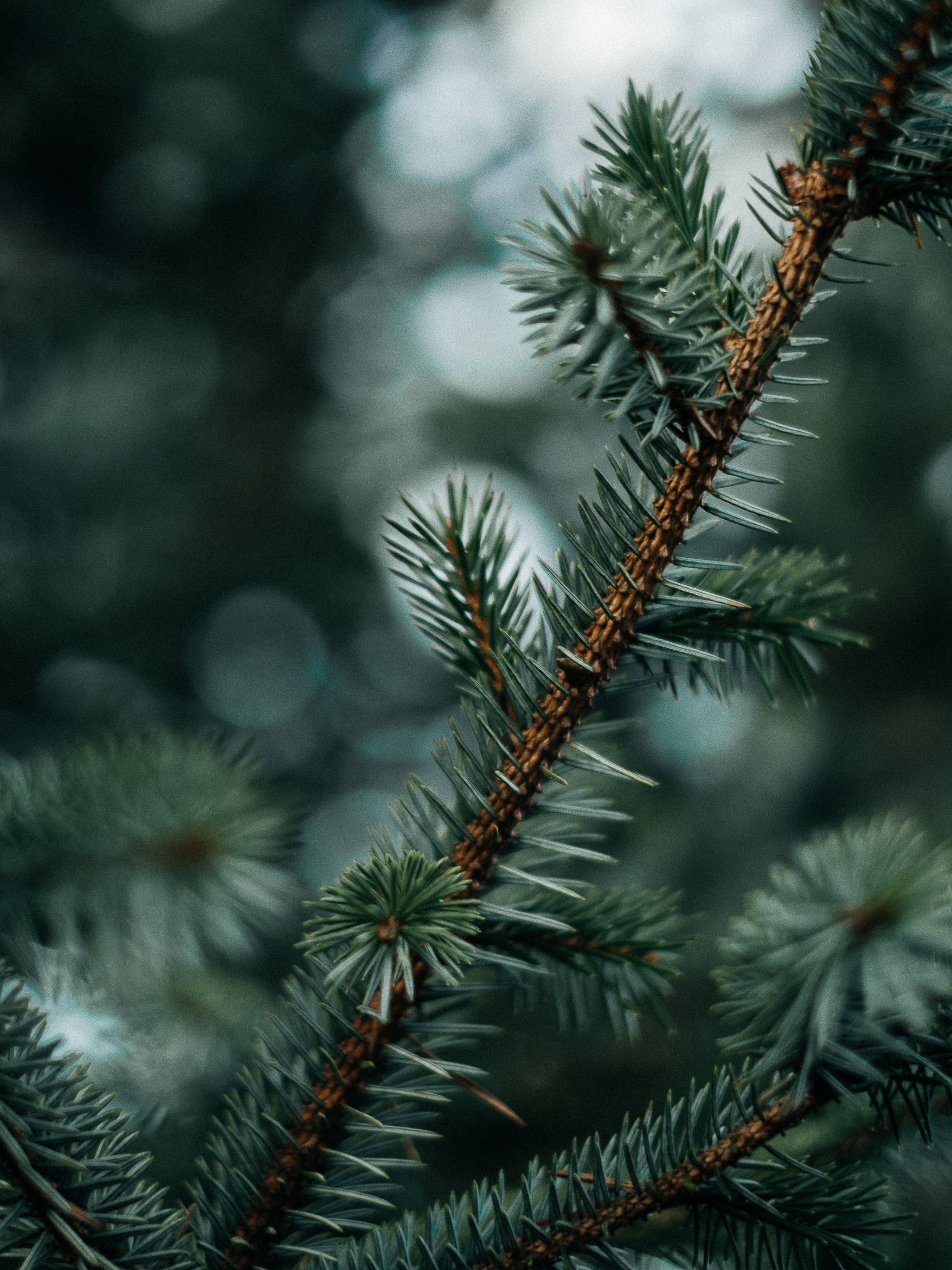 Fir Balsam Oliffac (IFF)