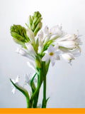 Tubereuse 184108 (Firmenich)