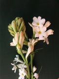 Sümbülteber Akoru (Tuberose Accord)