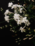 Yasemin Akoru (Jasmine Accord)