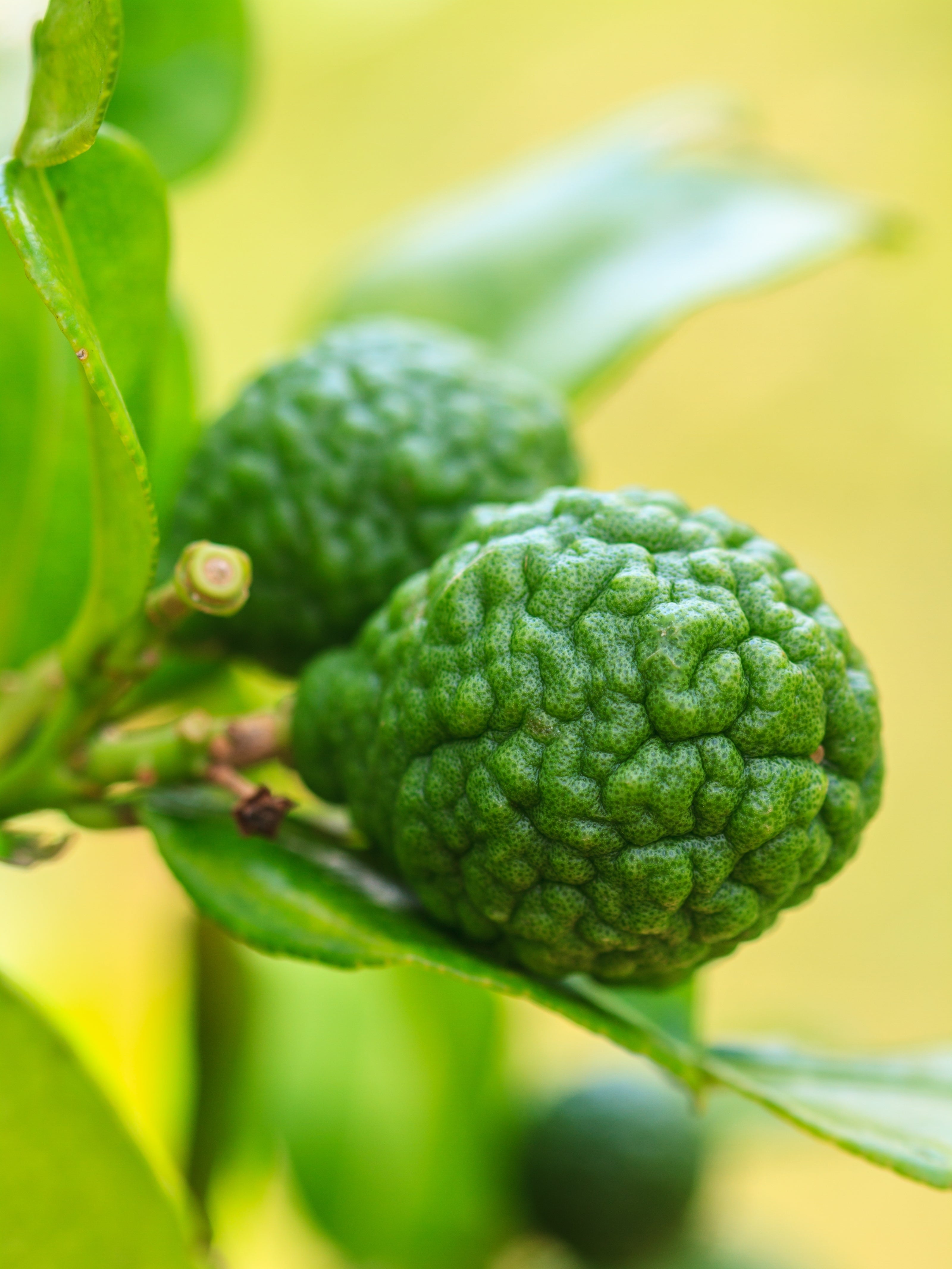 Bergamot Akoru