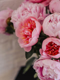 Petalux