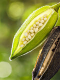 Helvetolide® (Firmenich)