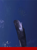 Ambroxan® Crystals (Kao)
