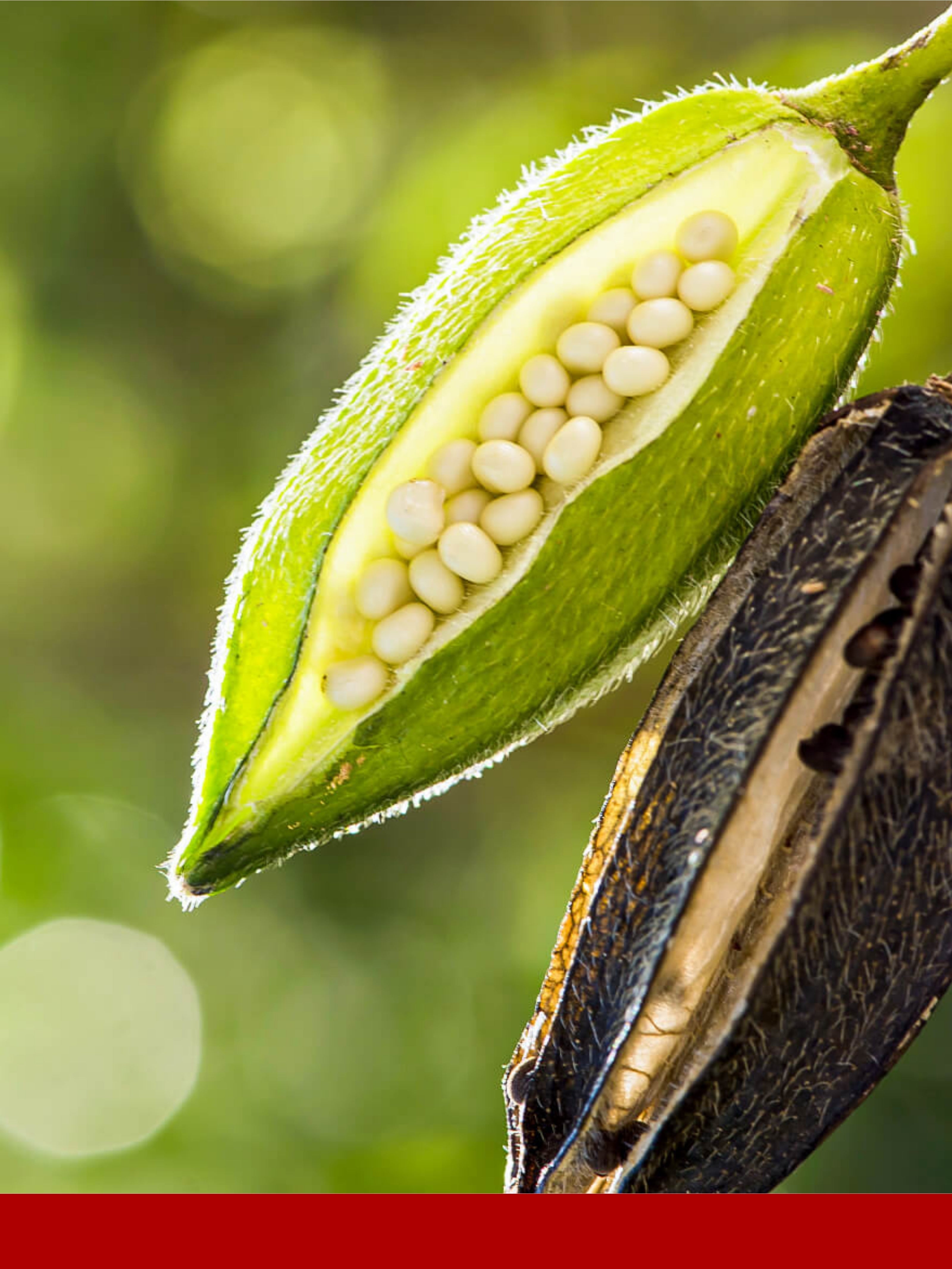 Helvetolide® (Firmenich)