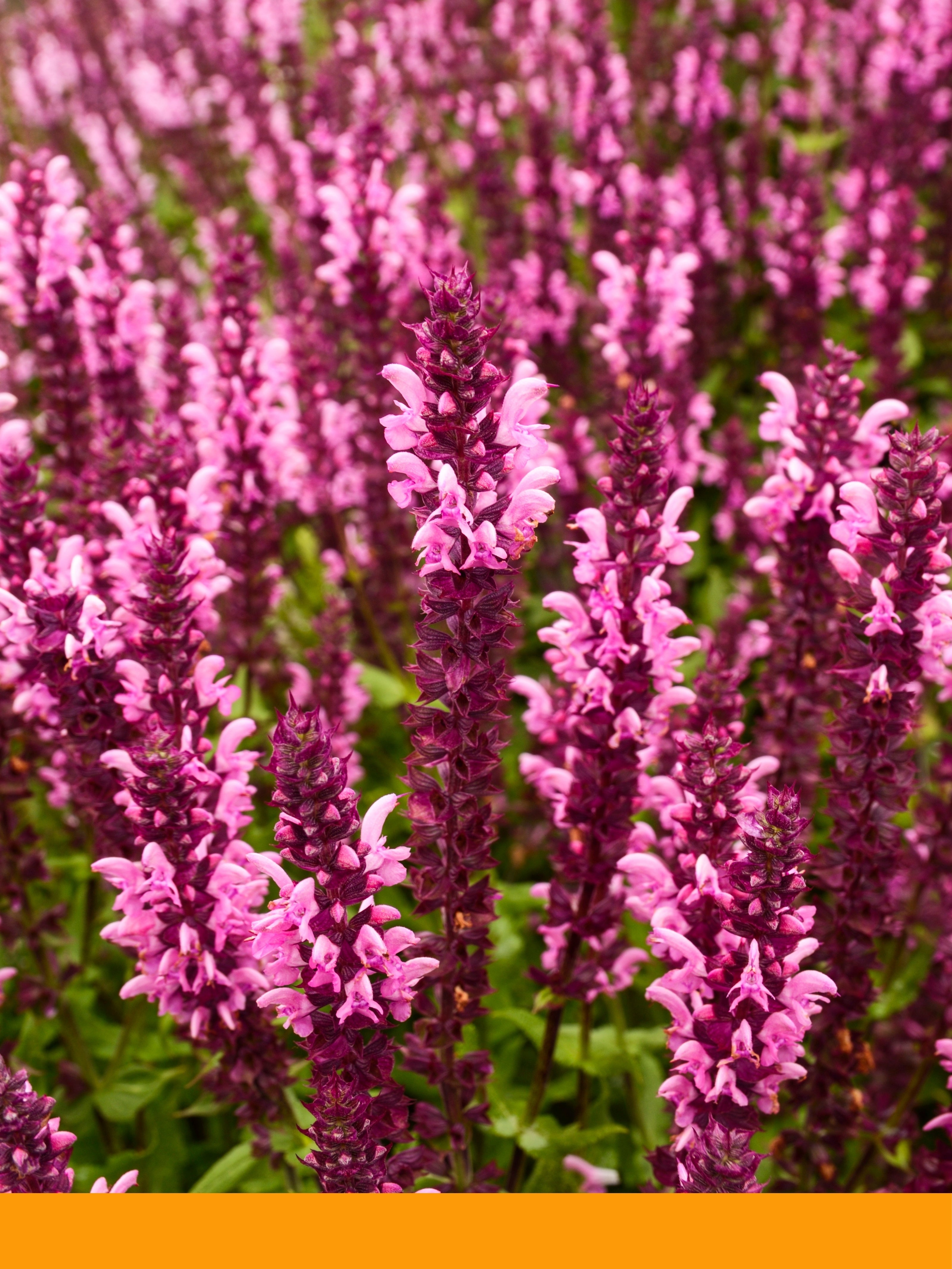 Adaçayı Yağı (Sage Oil)