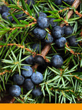 Ardıç Yağı (Juniper Berry Oil)