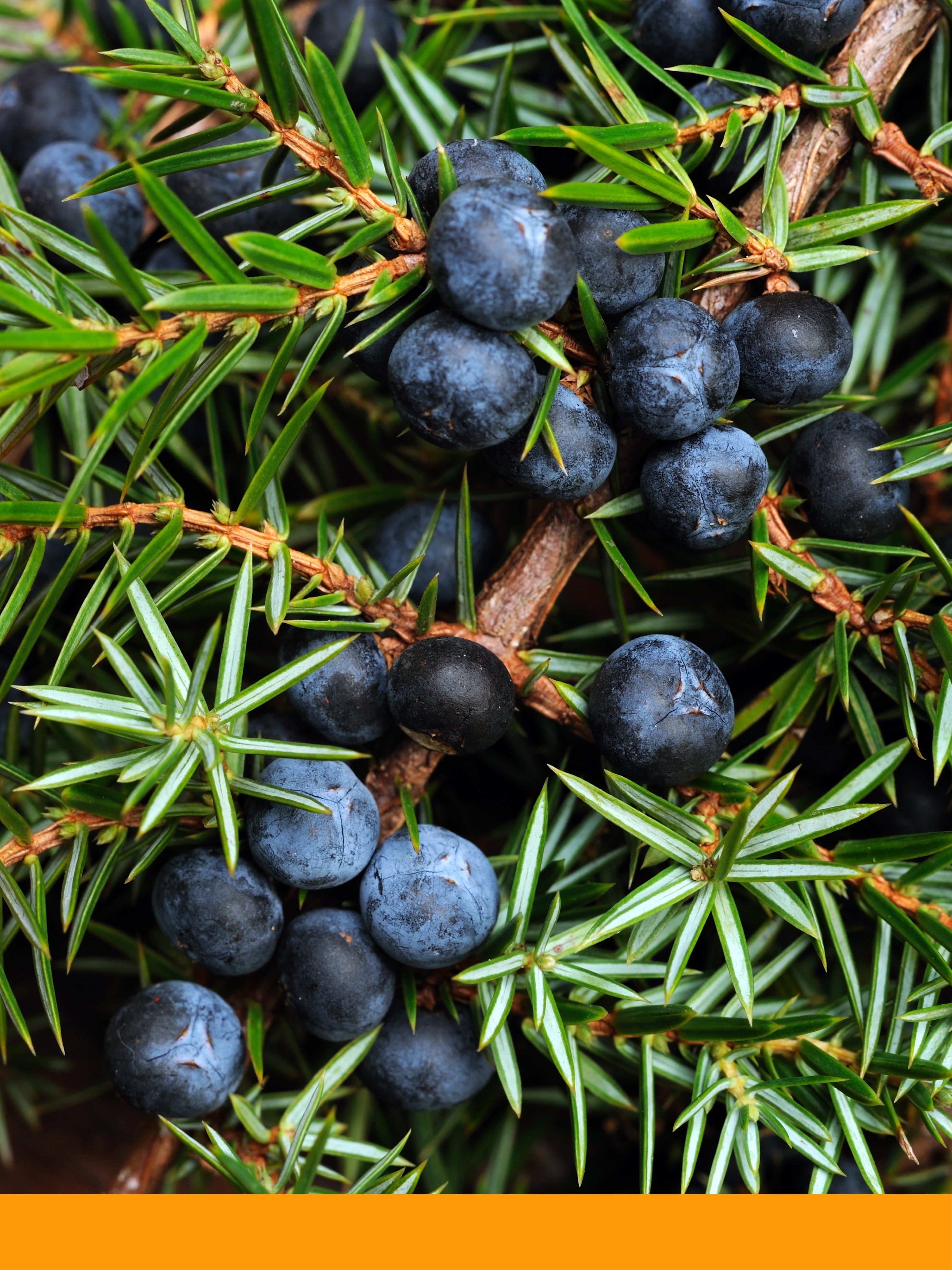Ardıç Yağı (Juniper Berry Oil)