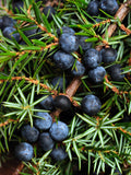 Juniper Berry Oil