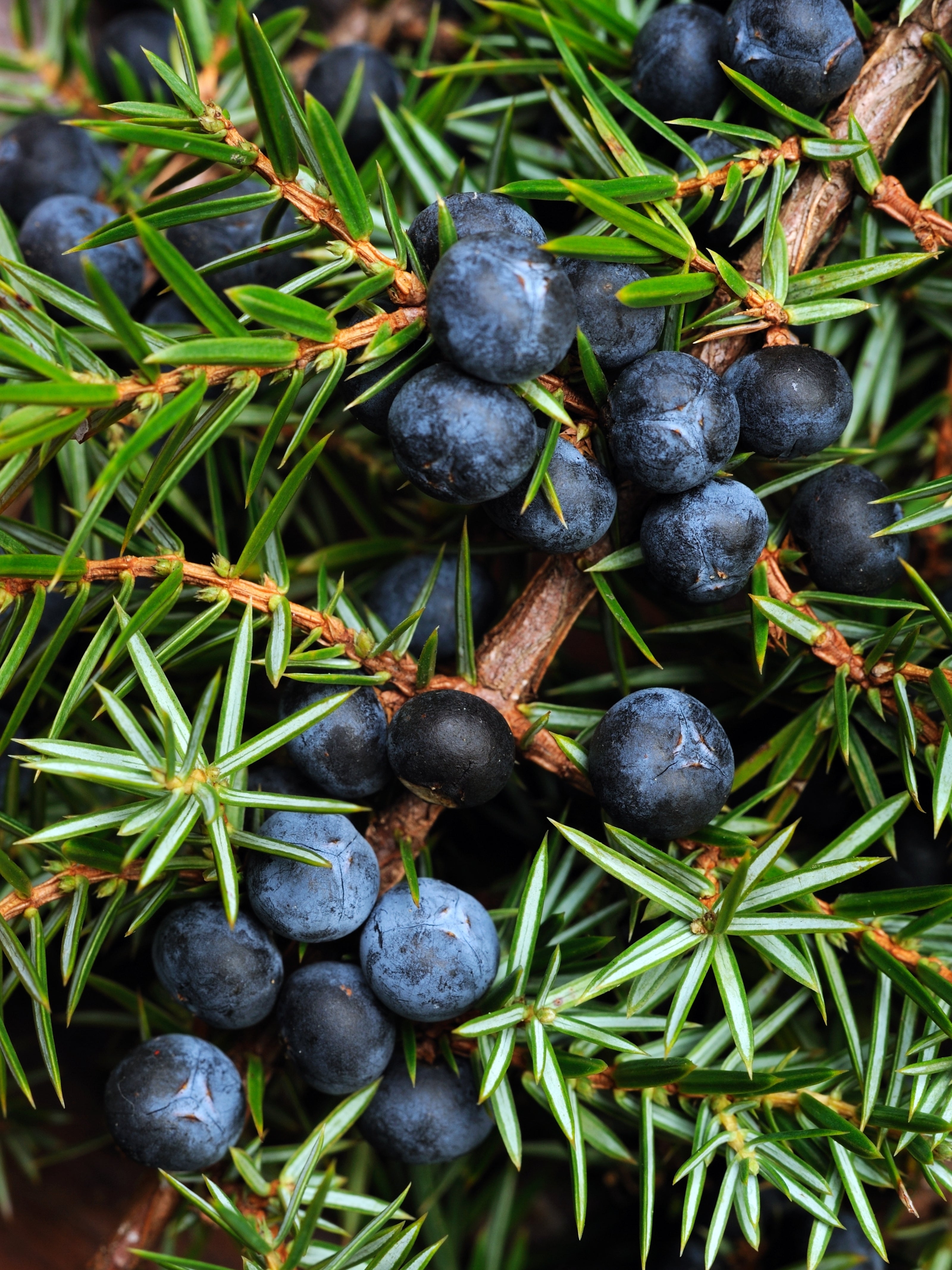 Ardıç Yağı (Juniper Berry Oil)