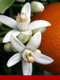 Aurantiol %50 DPG