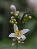 Aurantiol 50 % DPG