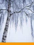 Birch Tar Oil (Rectified)