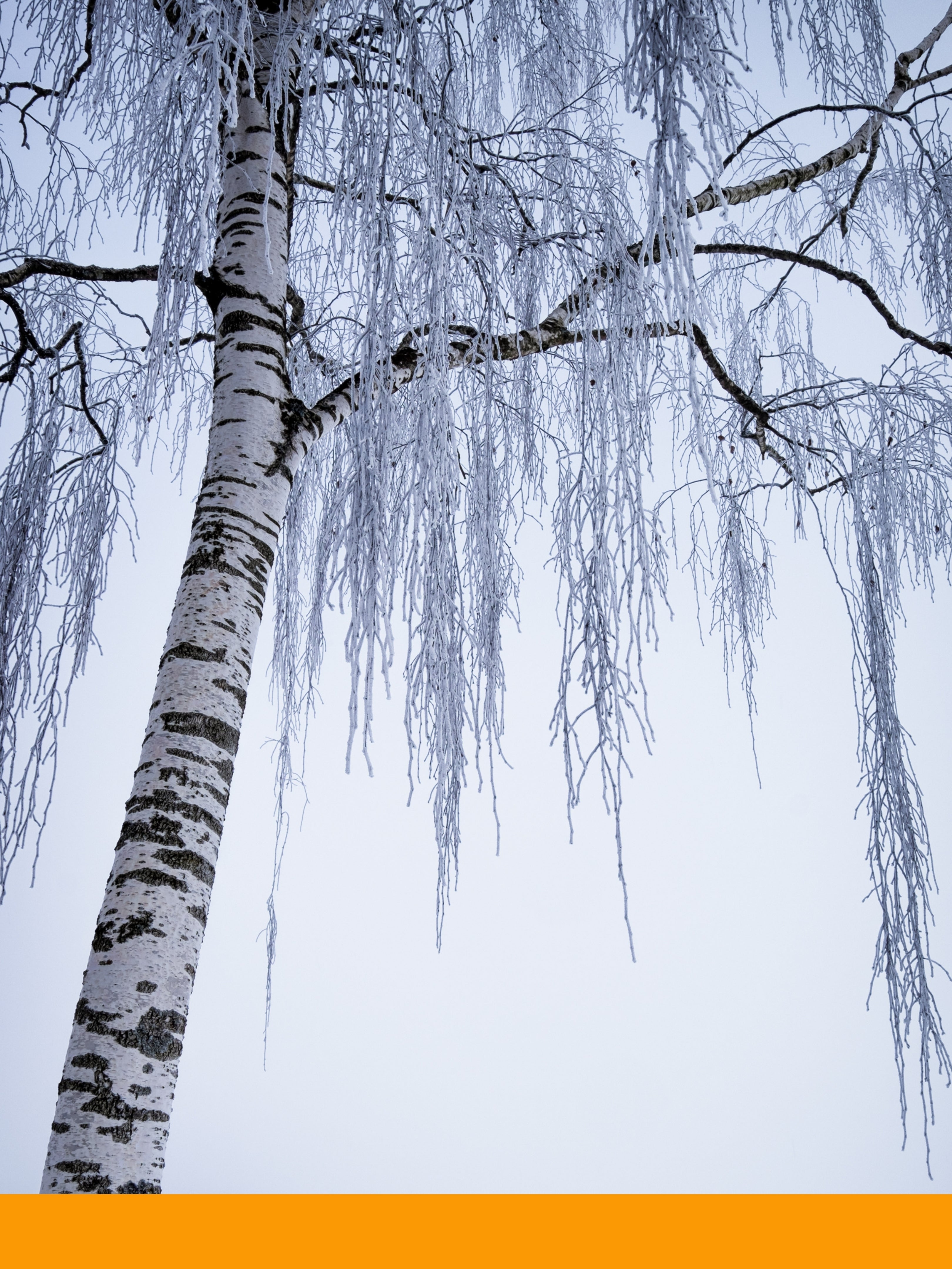 Birch Tar Oil (Rectified)