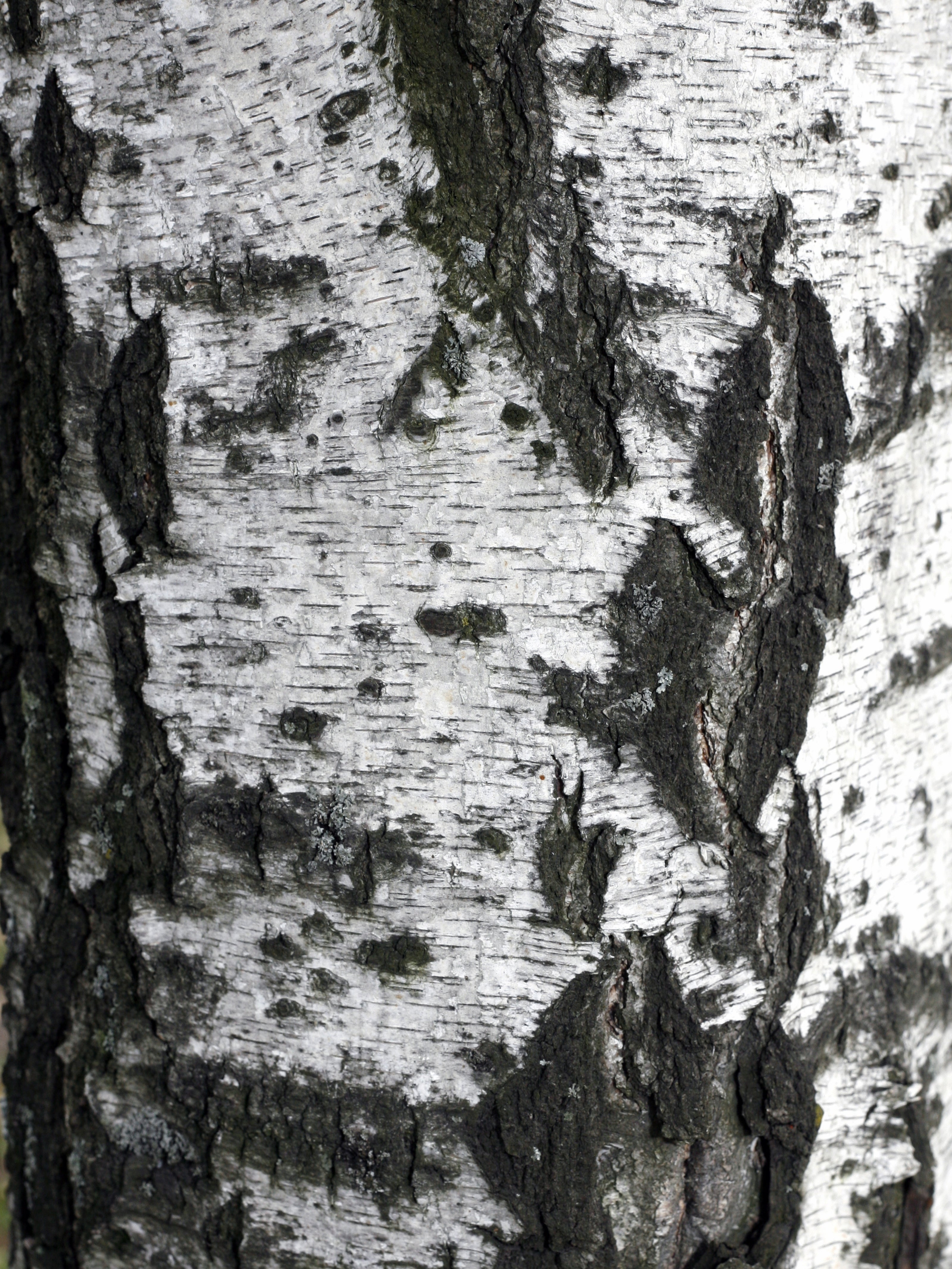 Birch Tar Oil (Rectified)