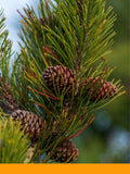 Çam Ağacı Yağı %100 (Pine Oil)