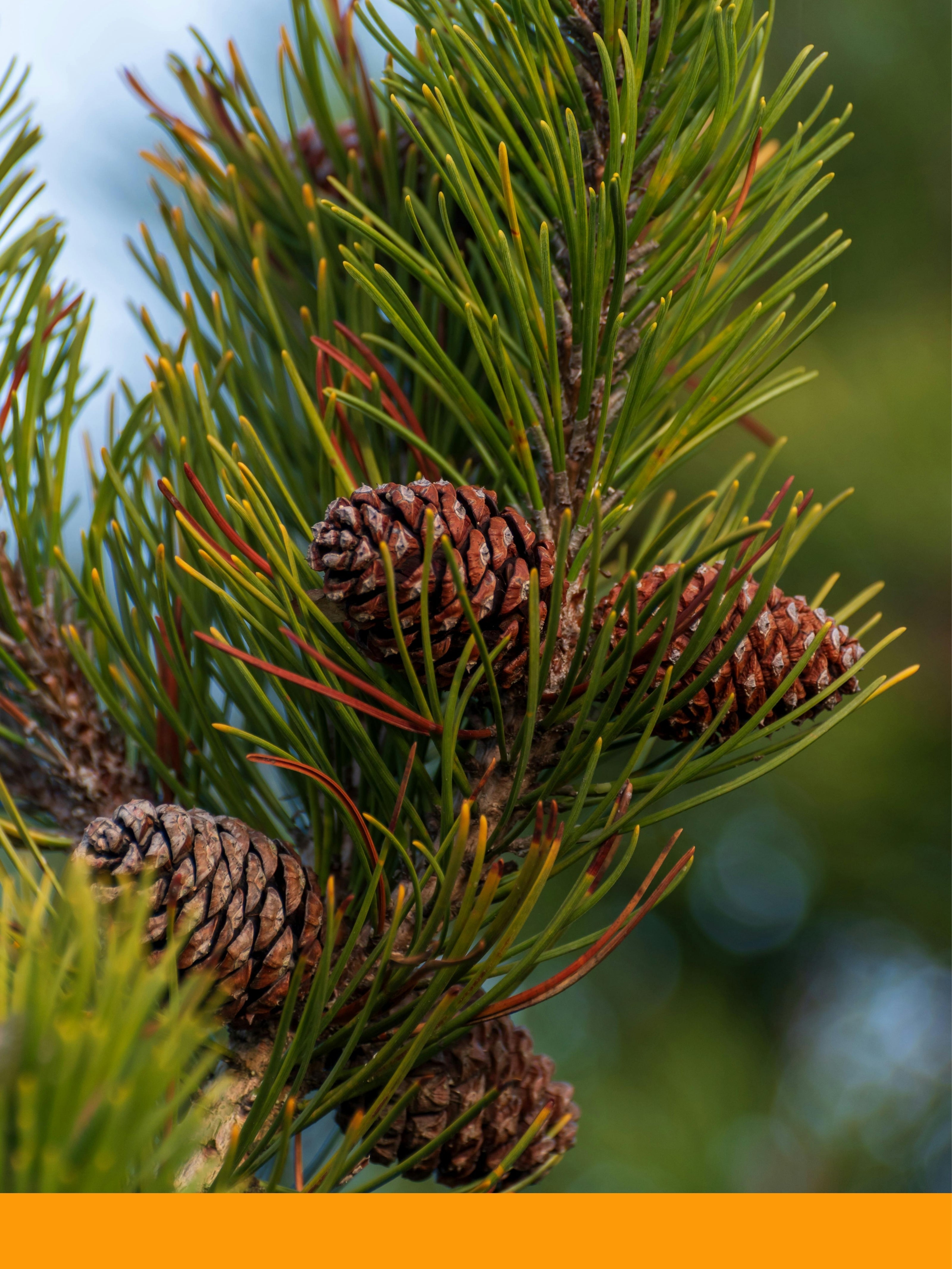 Çam Ağacı Yağı %100 (Pine Oil)