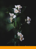 Jasmone Cis (Givaudan)