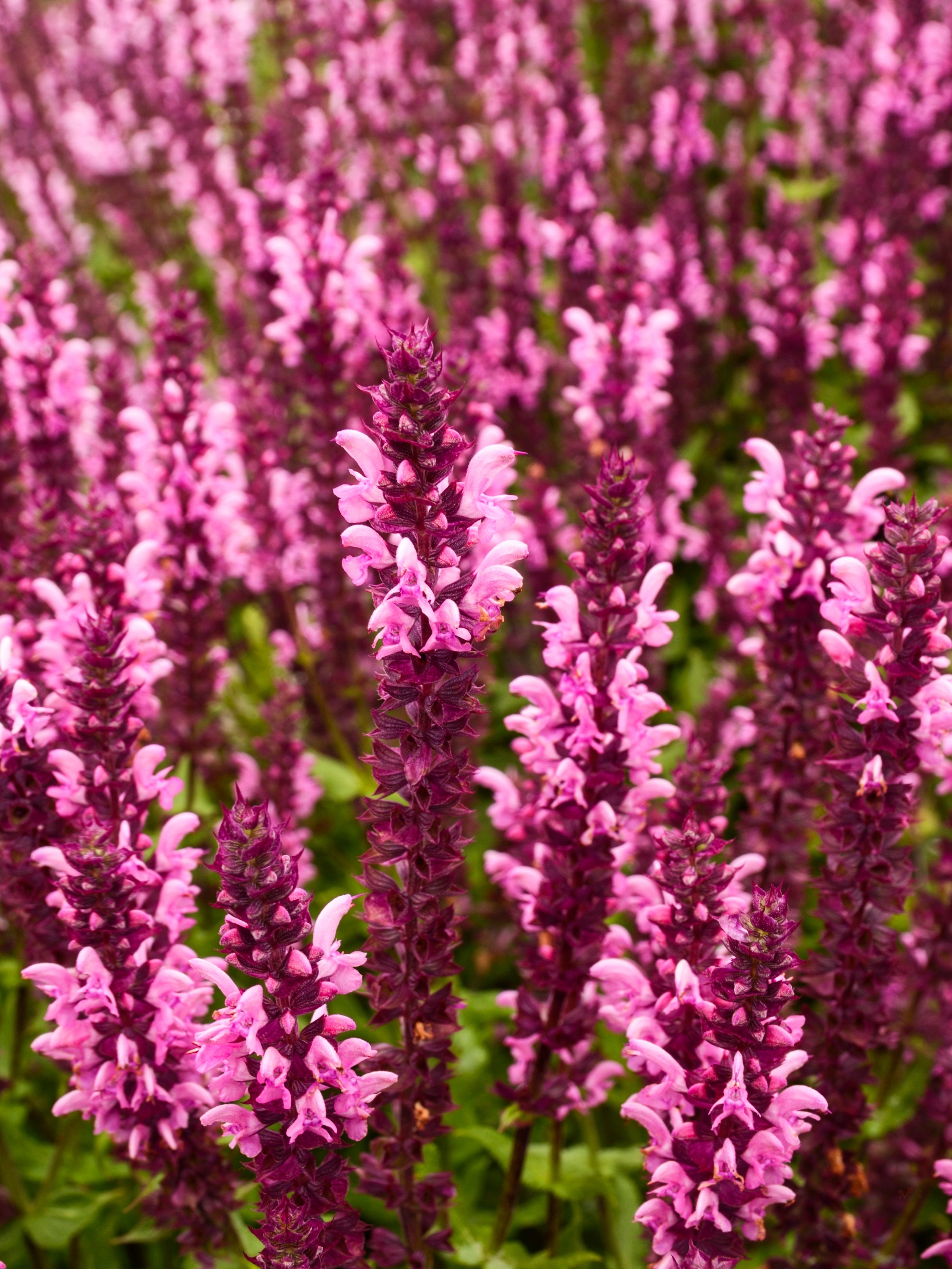 Adaçayı Yağı (Sage Oil)