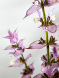 Misk Adaçayı Yağı (Clary Sage Oil)