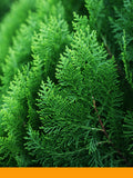 Servi Ağacı Yağı %100 (Cypress Oil)
