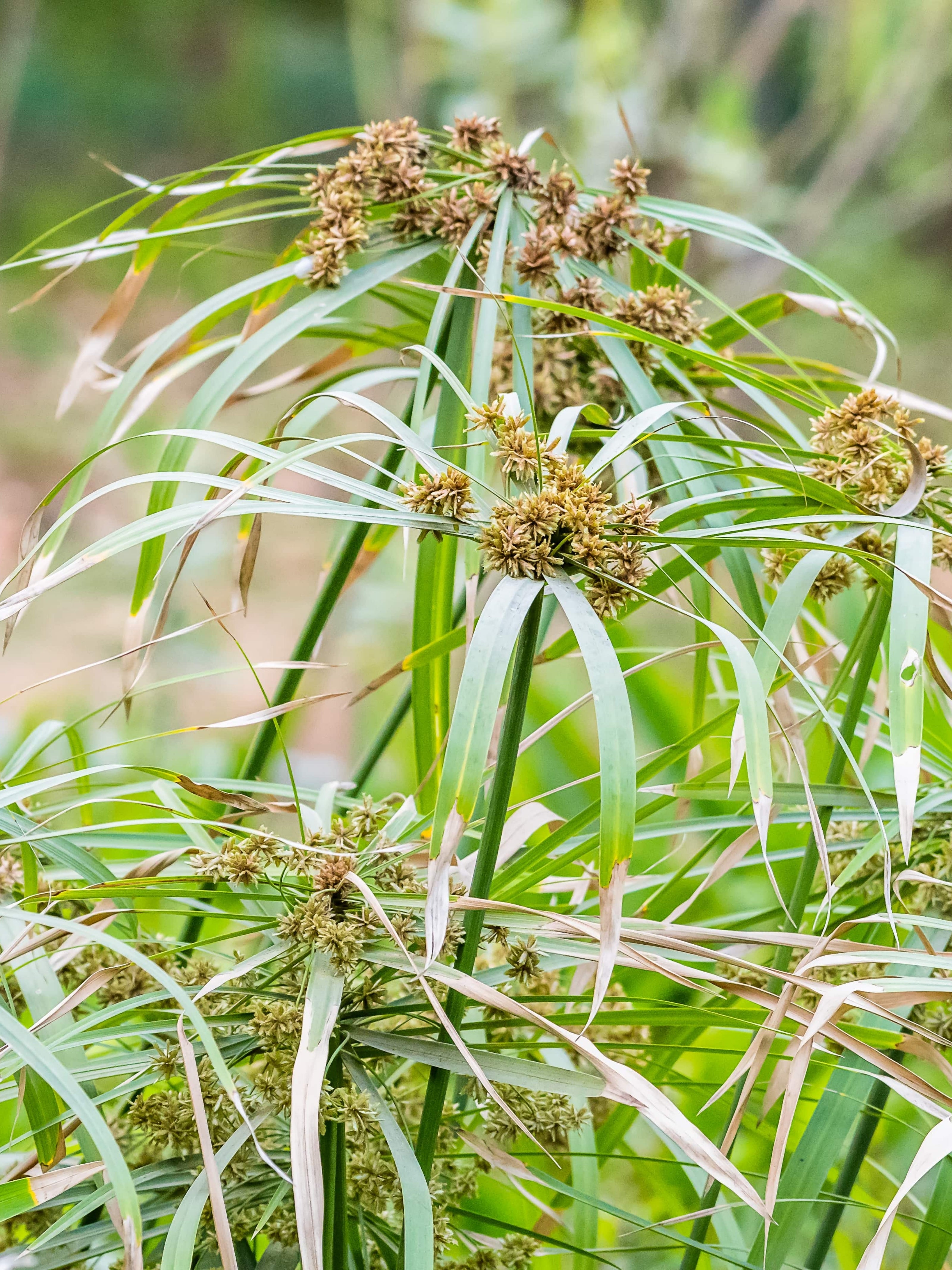 Cypriol Oil (Nagarmotha Yağı)