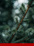 Fir Balsam Oliffac (IFF)