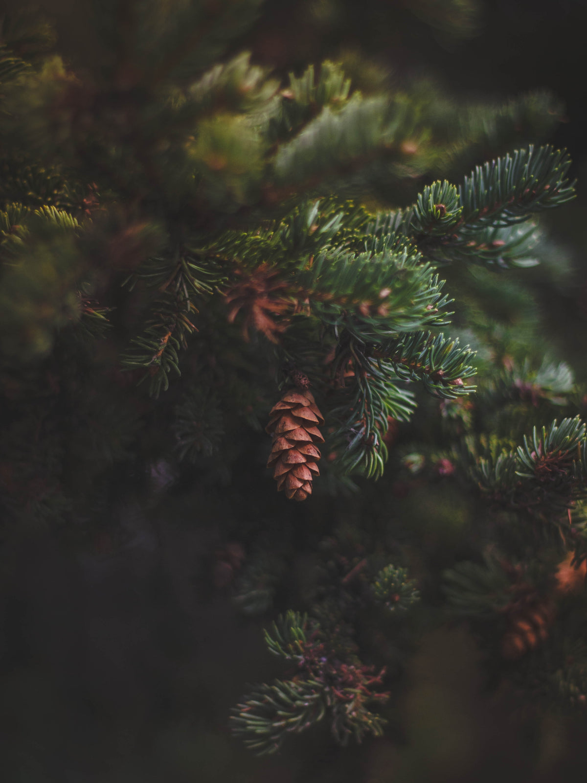 Pine Tree Oil 100% (Pine Oil)