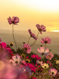 Florhydral