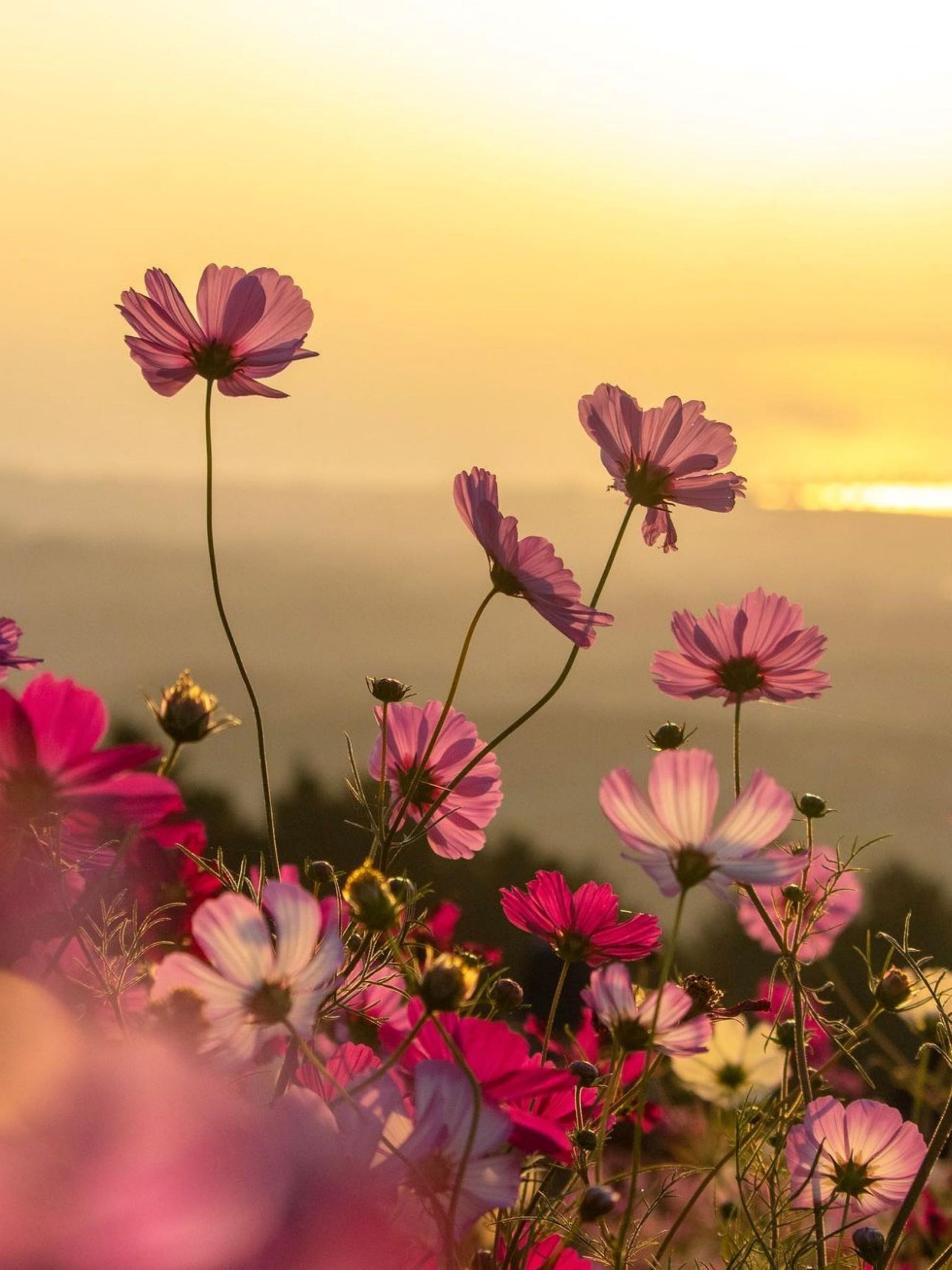 Florhydral