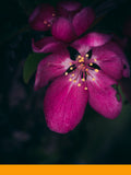 Florhydral