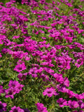 Geranium Yağı (Bourbon)