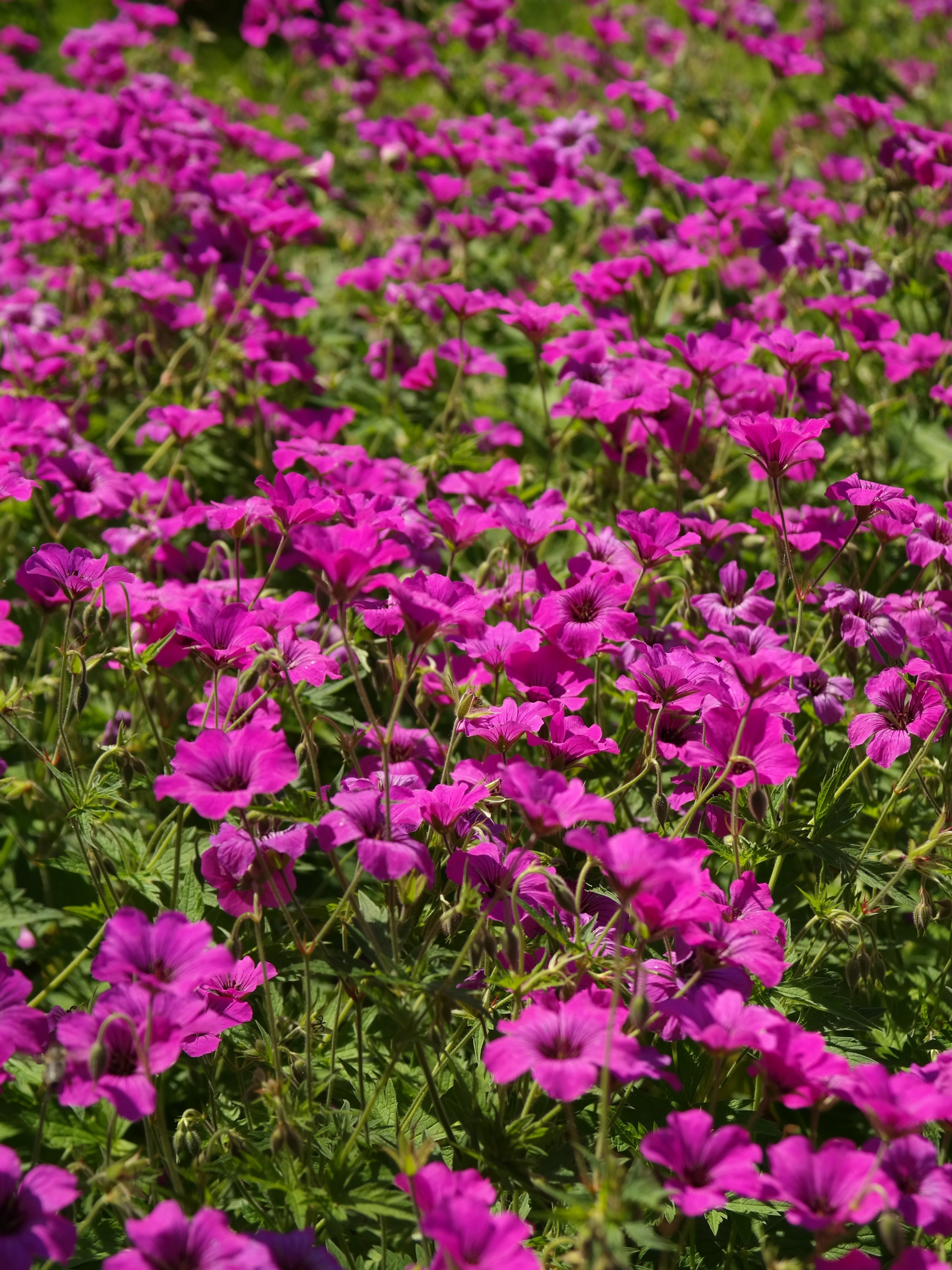 Geranium Yağı (Bourbon)