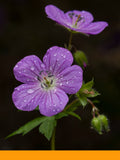Geranium Yağı (Bourbon)