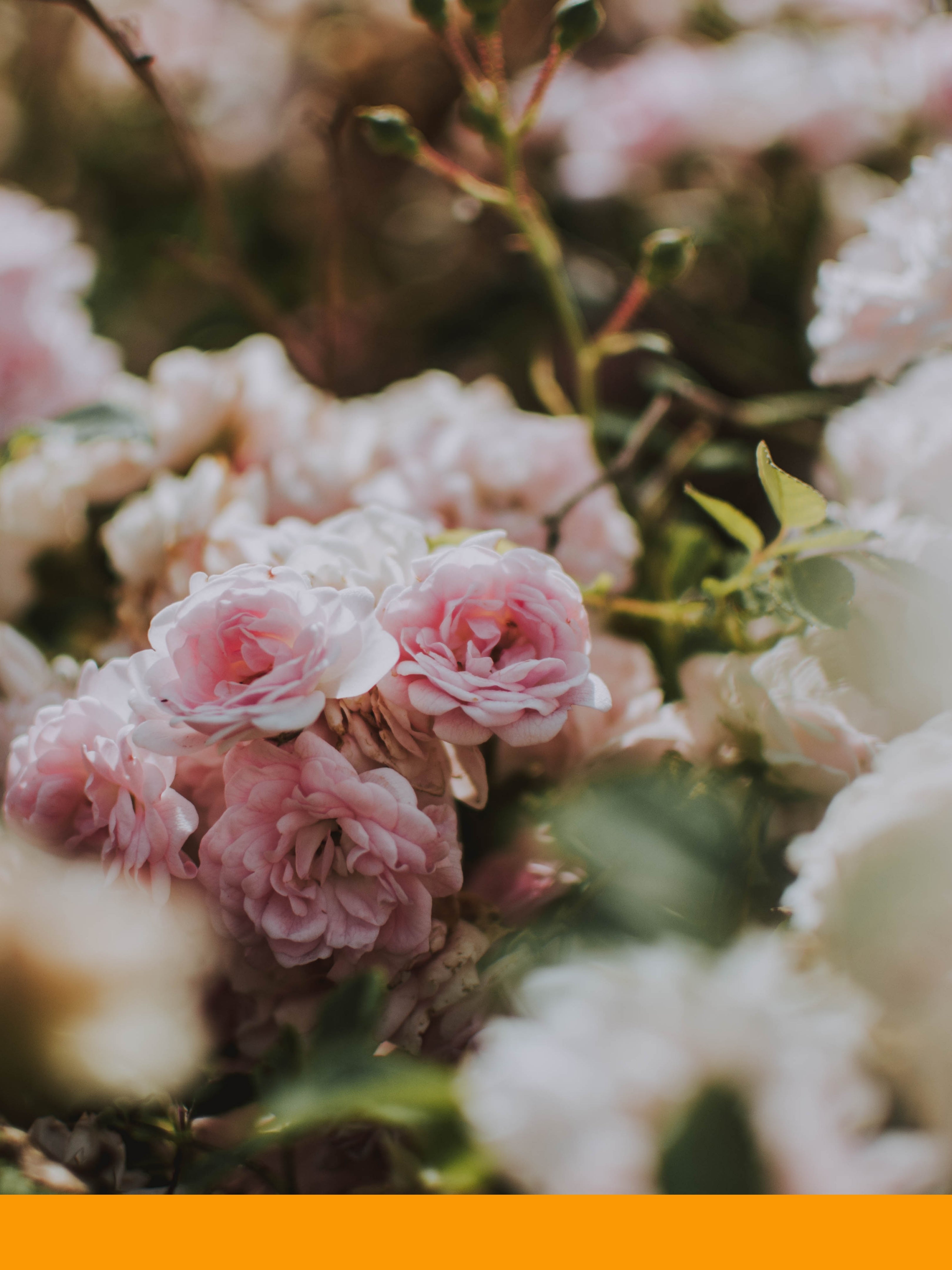 Geranyl Acetate (BASF)