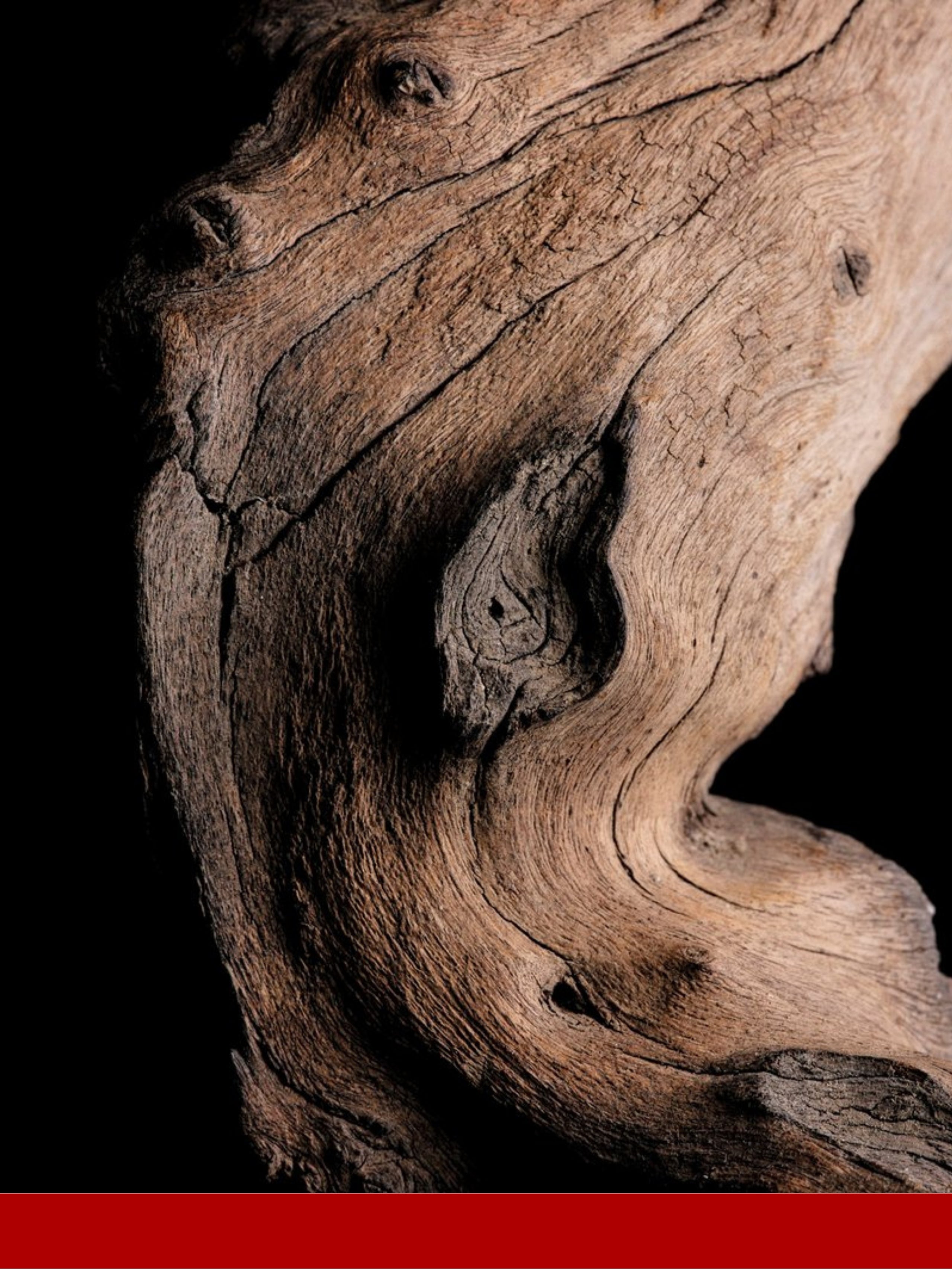 Guaiac Ağacı Yağı (Guaiacwood Oil)