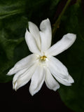 Jasmolactone® Delta (Firmenich)