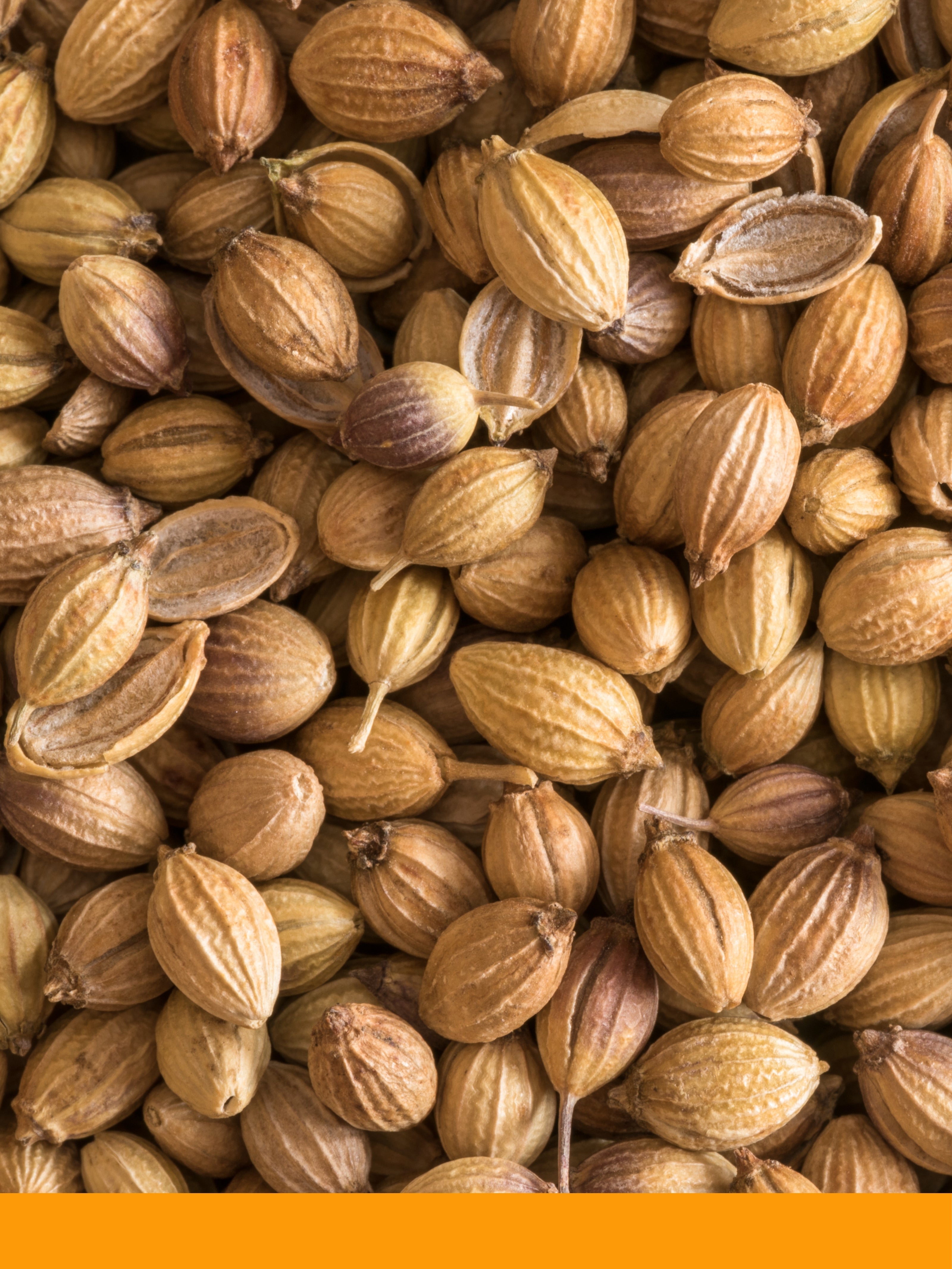 Kişniş Tohumu Yağı %100 (Coriander Seed Oil)
