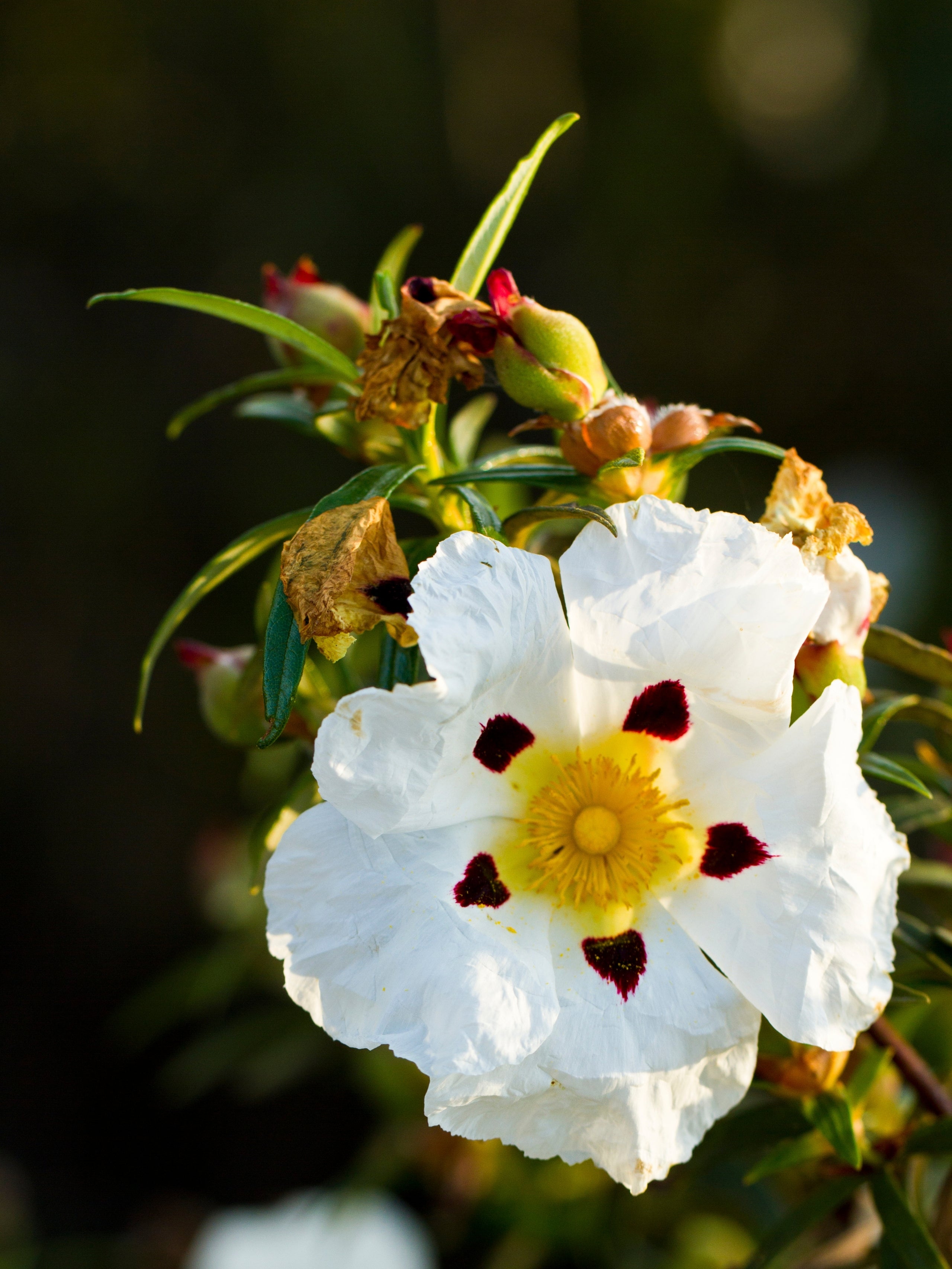 Labdanum Absolute %100