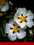 Labdanum Absolute %100